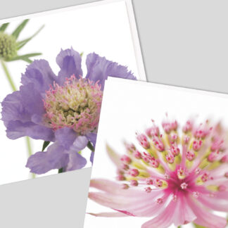 Fabulous Flowers Greetings Cards